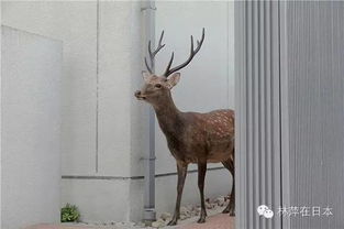 呦呦鹿科技 以數字創新守護奈良鹿的和諧生態
